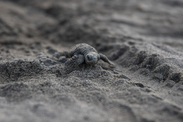 Baby  sea turtle Lora Costa Rica