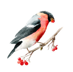 Beautiful bullfinch bird on a rowan branch, watercolor drawing