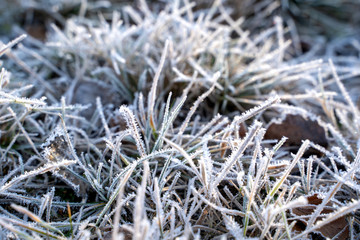 Hoarfrost of grass leaves on a cold winter morning white ice crystals