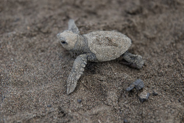 Baby  sea turtle Lora Costa Rica