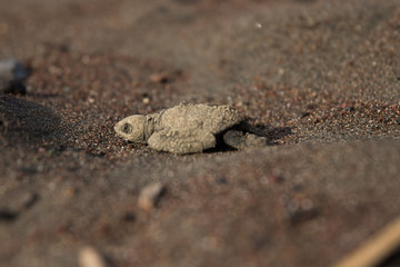Baby  sea turtle Lora Costa Rica