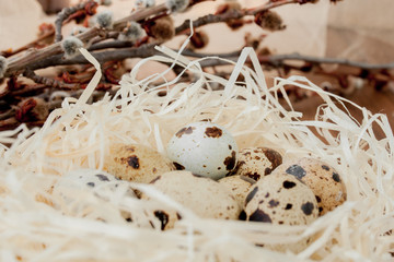 Easter quail eggs in nest and willow branch on a wooden background