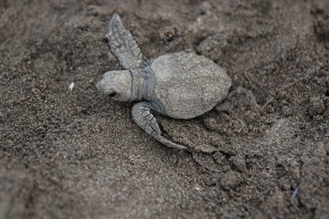 Baby  sea turtle Lora Costa Rica