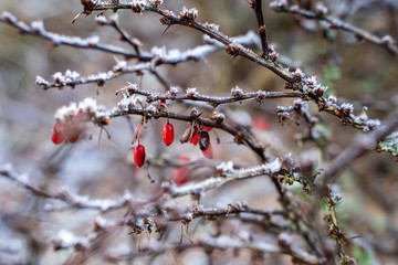 Berberis thunbergii shrub winter frozen ice crystals red fruits