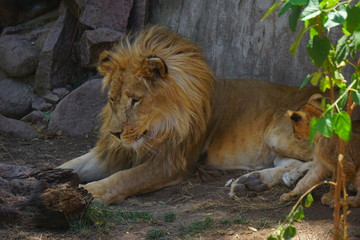 Great beautiful lion in the Sahara desert