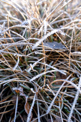 Hoarfrost grass leaves cold winter morning white ice crystals