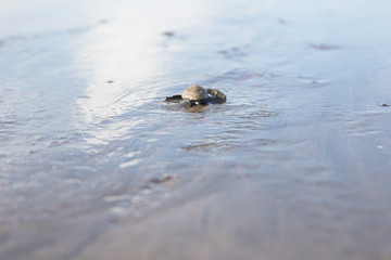 Baby  sea turtle Lora Costa Rica