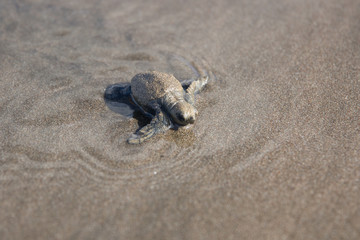 Baby  sea turtle Lora Costa Rica