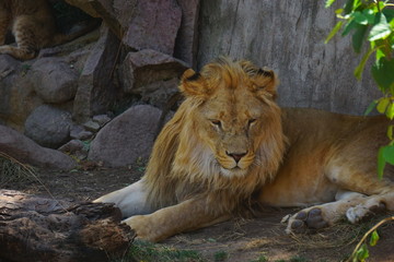 Great beautiful lion in the Sahara desert