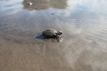 Baby  sea turtle Lora Costa Rica