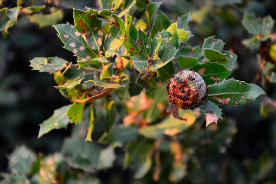 Ants On The Acorn From Kermes Oak.