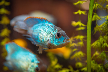 Naklejka na ściany i meble Blue fish in freshwater aquarium with green beautiful planted tropical. fish in freshwater aquarium with green beautiful planted tropical. Colorful fish on green background.