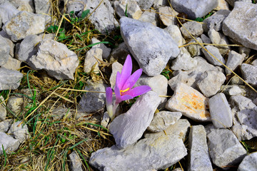 Lonely purple crocus among stones.