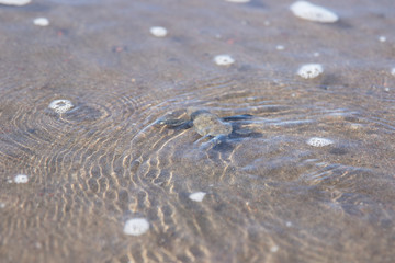 Baby  sea turtle Lora Costa Rica