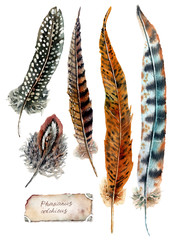 watercolor illustration - various pheasant feathers - obrazy, fototapety, plakaty