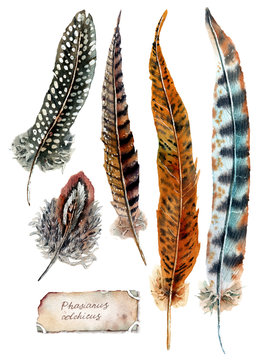 27,082 Pheasant Tail Feather Images, Stock Photos, 3D objects