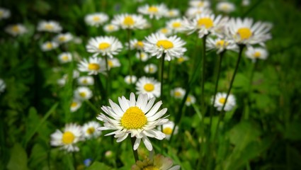 Close shot of the field of daisies