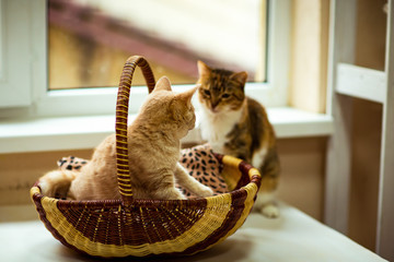 two cute kittens sitting in a basket in a room in a homeless shelter
