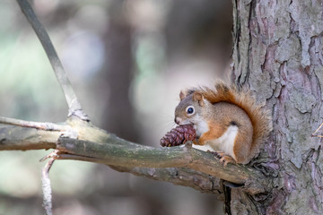 squirrel on a tree