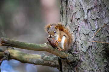 squirrel on a tree