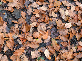 a full frame background image of brown and black fallen oak leaves on a forest floor in winter