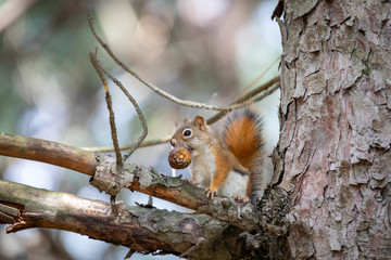 squirrel on a tree