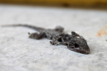 Dead lizard on the floor
