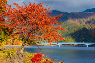 Japan. Landscape of lake Kawaguchiko. Japanese maple on the lake. Nature of Japan. Bridge across the lake Kawaguchiko. Red maple near lake Kawaguchiko. Autumn in Japan. Nature of Fujikawaguchiko