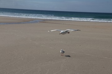 Fototapeta na wymiar seagulls on beach