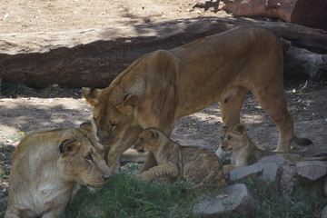 small lions or baby lions in Africa