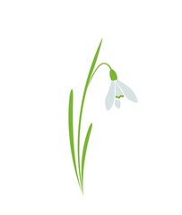 snowdrop, galanthus flower. spring floral element for design