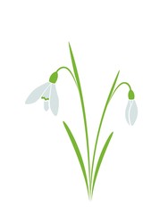 snowdrops, galanthus flower. spring flower design element
