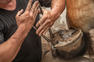 Hufeisen beim Pferd entfernen