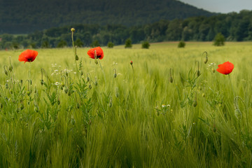 Mohnblumen im Getreidefeld