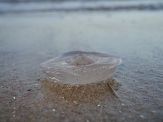 Meduza na piasku nad morzem.