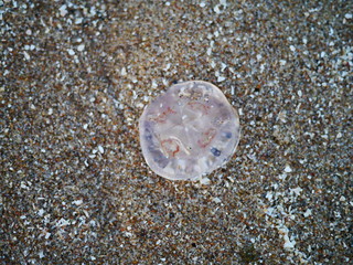 Meduza na piasku nad morzem.