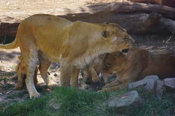 Naklejka na ściany i meble Herd of lions in Africa