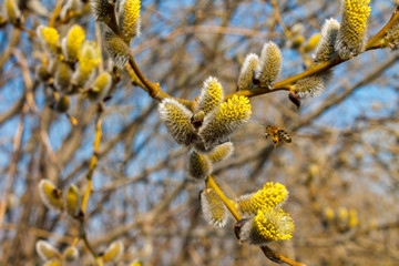 branch blooming willow close up against the blue sky on a sunny spring day, willows, also called sallows and osiers, form the genus salix