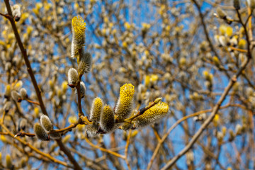 branch blooming willow close up against the blue sky on a sunny spring day, willows, also called sallows and osiers, form the genus salix