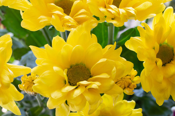 Fototapeta premium Flower with yellow petals