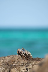 shell on the beach