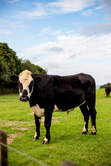 Cow in grass field