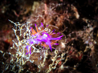 Flabellina, underwater life