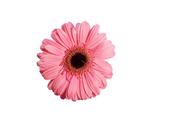 Pink gerbera flower isolated on white background with clipping path