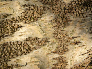 a close up of white birch bark on a tree trunk showing distinctive cracks and texture