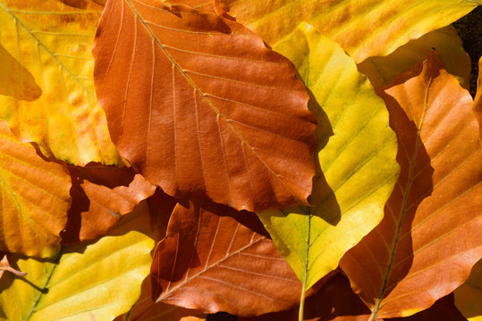 Colorful background made of dry autumnal leaves of beech, which shine in brown, orange and yellow