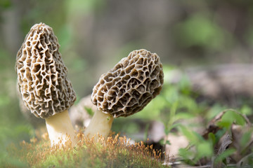 Huge morel mushrooms growing in michigan forest with moss - obrazy, fototapety, plakaty