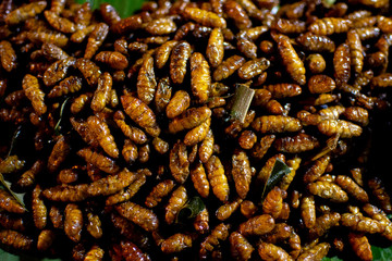 Close-up of a few roasted and fried worms ready to eat