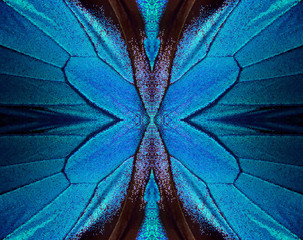 Wings of a butterfly Ulysses. Wings of a butterfly texture background. Butterfly wings ornament.  