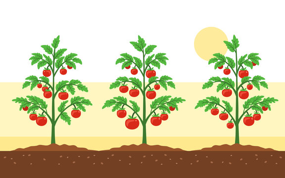 Tomato field vector illustration